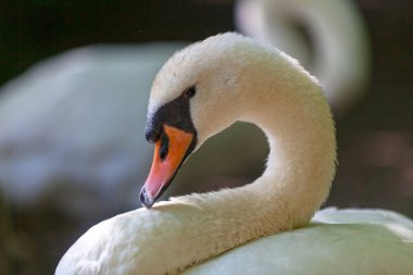 Close-up on a mute swan head.