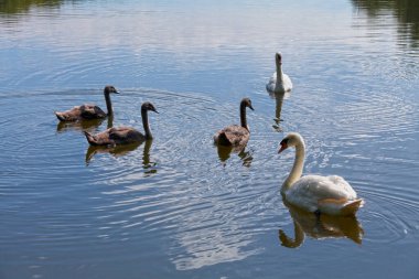 Couple of mute swans and their three cygnets.