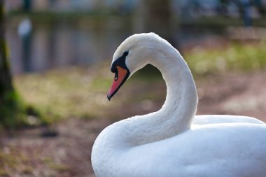 Close-up on a mute swan head.