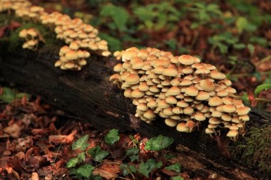 Close-up on a bunch of sulphur tufts (Hypholoma fasciculare) growing on a fallen tree trunk in the woods.