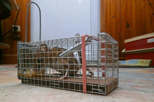 Close-up on a mouse trapped into a mousetrap.