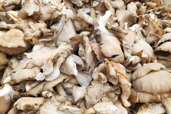 Close-up on a stack of Pleurotus on a merchant's stall.