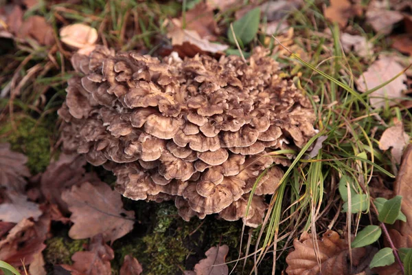 Ölü ahşap üzerinde büyüyen şemsiye poliporlarına (Polyporus umbellatus) yakın plan.