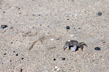 The pallid ghost crab, Ocypode pallidula, is a small ghost crab that digs burrows in beaches of the Indo-Pacific region.