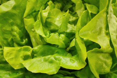 Full frame close-up on a stack of summercrisps (also called Batavian or French crisp) on a market stall.