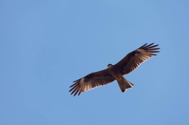 A Black Kite flying in the sky of the Orkhon valley, Central Mongolia.