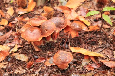 Close-up on a Neoboletus praestigator growing in the woods.