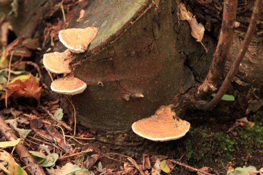 Close-up on orange bracket fungus growing on a tree stump in the woods