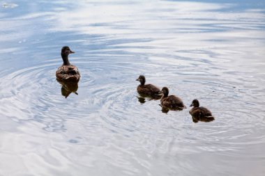 Female Mallard swinning in the pond with its three ducklings.