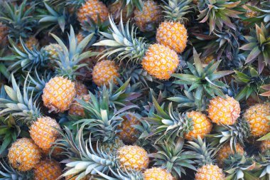 Close-up on a stack of pineapples (Ananas Victoria) for sale on a market stall in Reunion Island.