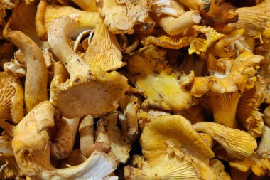 Close-up on a stack of golden chanterelle (Cantharellus cibarius) on a market stall.