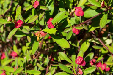 A wasp (Polistes olivaceus) pollinating a Euphorbia geroldii Rauh.