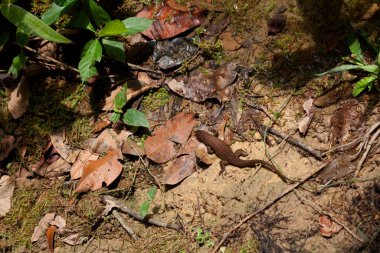 Eutropis multifasciata, commonly known as the East Indian brown mabuya, many-lined sun skink, many-striped skink, common sun skink or (ambiguously) as golden skink, is a species of skink.