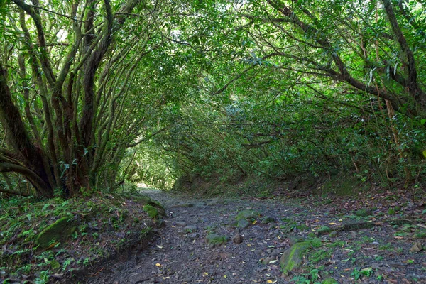 stock image Footpath in the woods surrounding the Grand Etang in Reunion Island.