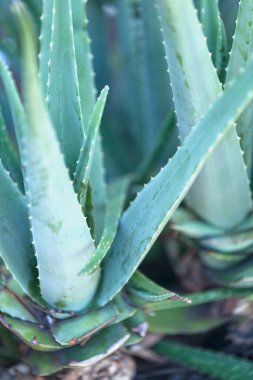 Aloe vera, Aloe cinsinin sulu bir bitki türüdür..