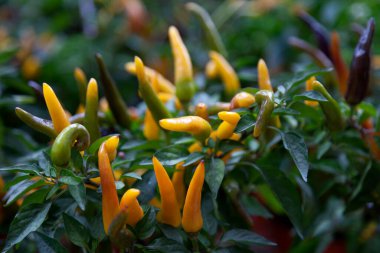 Aji Amarillo 'ya yakın çekim, aynı zamanda Amarillo Chili ve Aji Escabeche olarak da bilinir..