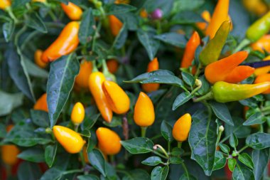 Aji Amarillo 'ya yakın çekim, aynı zamanda Amarillo Chili ve Aji Escabeche olarak da bilinir..