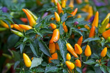 Aji Amarillo 'ya yakın çekim, aynı zamanda Amarillo Chili ve Aji Escabeche olarak da bilinir..