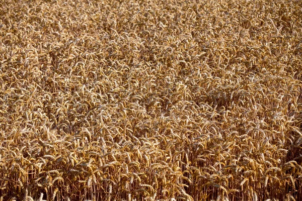 Крупним Планом Пшеничне Поле Готове Збирання — стокове фото