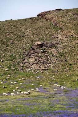 Moğolistan 'ın Bulgan eyaletindeki bir tepenin yamacında otlayan koyun sürüleri..