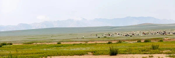 ブルガン州のモンゴルの草原での羊やヤギの放牧の群れのパノラマビュー — ストック写真