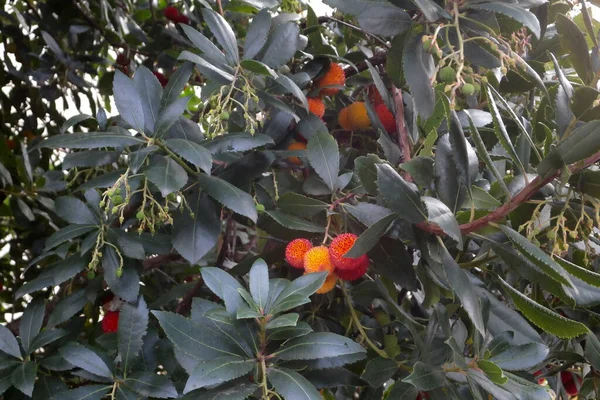 イチゴの木の上でのクローズアップ アルブタス ウネド — ストック写真