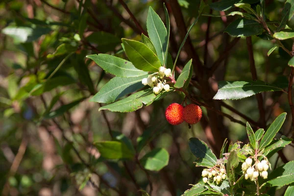 草莓树果实的特写 Arbutus Unedo — 图库照片