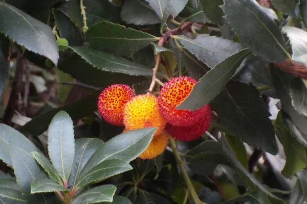 Close Een Vrucht Van Een Aardbeienboom Arbutus Unedo — Stockfoto