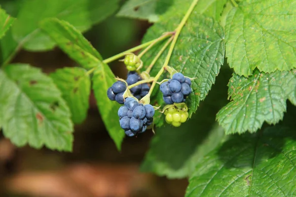 Κοντινό Πλάνο Στο Blackberries Wild — Φωτογραφία Αρχείου
