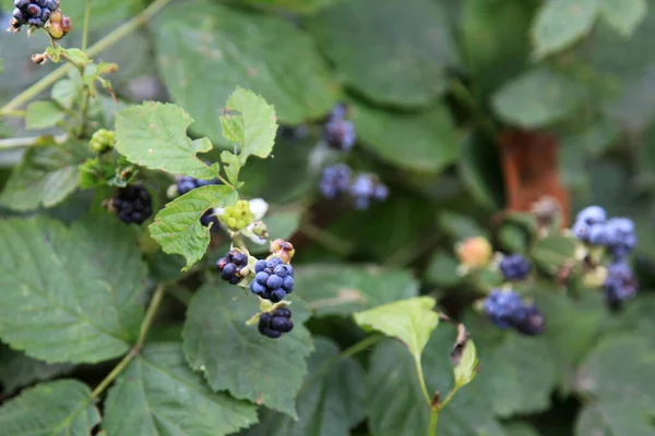 野生黑莓的特写 — 图库照片