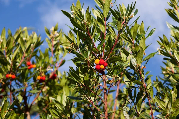 Nahaufnahme Von Der Frucht Eines Erdbeerbaums Arbutus Unedo — Stockfoto