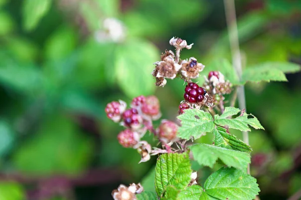 stock image Close-up on ripening Blackberries.