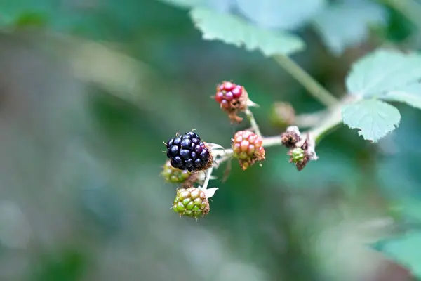 Κοντινό Πλάνο Στο Blackberries — Φωτογραφία Αρχείου