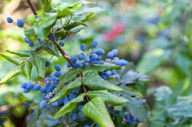 Mahonia aquifolium 'un koyu mavi-siyah üzümlerine yakın çekim (Oregon üzümü).