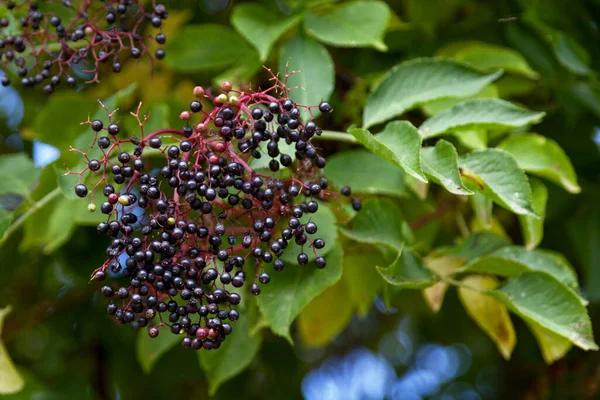 Close Elderberries Still Hanging Tree — Stock Photo, Image