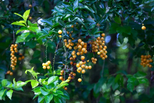 杜兰特灌丛是杜兰特灌丛中的一种开花灌木 它的俗称包括金露珠 凤梨和天花 — 图库照片