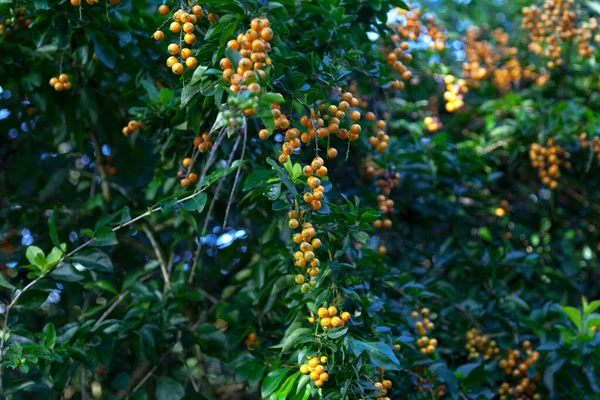 Duranta Erecta Gatunek Kwitnącego Krzewu Rodziny Verbenaceae Popularne Nazwy Złoty — Zdjęcie stockowe