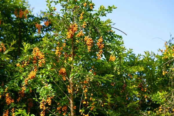 デュランタ エレッタ Duranta Erecta ヴェルベナ科の開花低木の一種です 一般的な名前としては ゴールデンドロップ ハトベリー スカイフラワーなどがあります — ストック写真