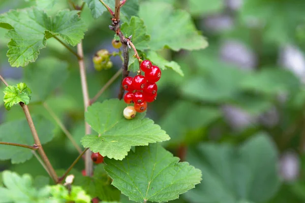Close Red Currants — Stock Photo, Image