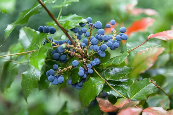 奥勒冈葡萄 Mahonia Aquifolium 深蓝色黑色浆果的特写 — 图库照片