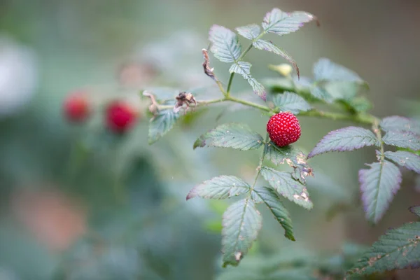 Κοντινό Πλάνο Στους Καρπούς Του Βατόμουρου Rubus Idaeus — Φωτογραφία Αρχείου