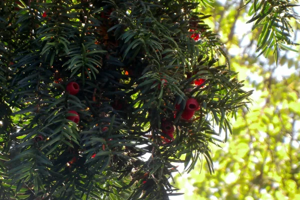 Porsuk Ağacının Meyvelerine Yaklaş — Stok fotoğraf
