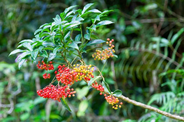 シヌスTerebinthifoliaはカシュー科の開花植物の一種です 通称はブラジルのペパーツリー アロエイラ ローズペッパー ブロードリーフペッパーツリー ウィレラキ クリスマスベリー フロリダホリーなど — ストック写真