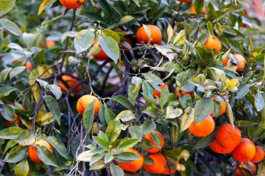 Bir ağaçtaki portakallara (citrus sinensis) yakın plan.