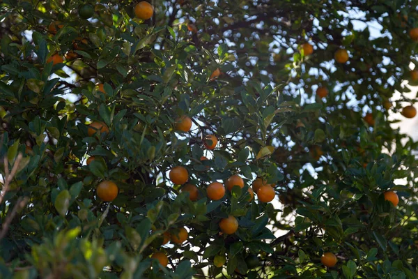 Una Clementina Citrus Clementina Ibrido Tra Arancia Mandarina Arancia Dolce — Foto Stock