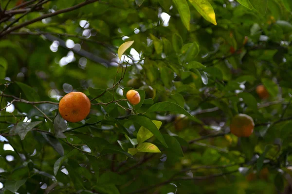 みかん みかん みかんに似た果実を持つ小さな柑橘類の木 — ストック写真