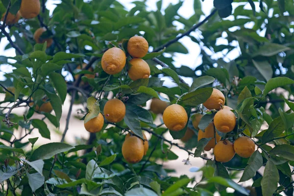木のレモン 柑橘類のライム のクローズアップ — ストック写真