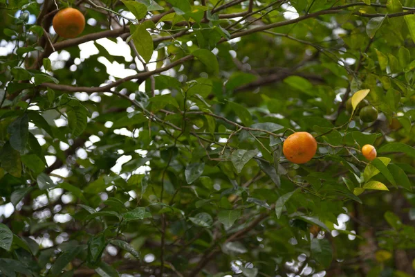 Arancio Mandarino Citrus Reticulata Noto Anche Come Mandarino Mandarino Piccolo — Foto Stock