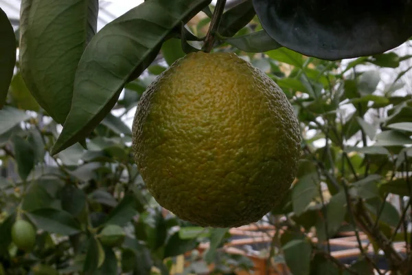 木の中のイメージオレンジ 柑橘類のシノニシス のクローズアップ — ストック写真