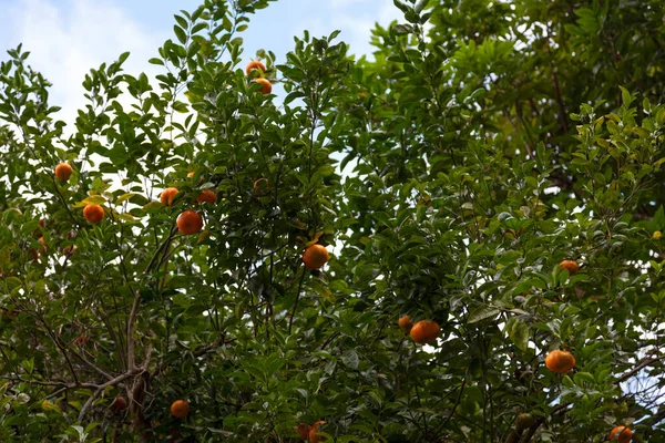 Arancio Mandarino Citrus Reticulata Noto Anche Come Mandarino Mandarino Piccolo — Foto Stock